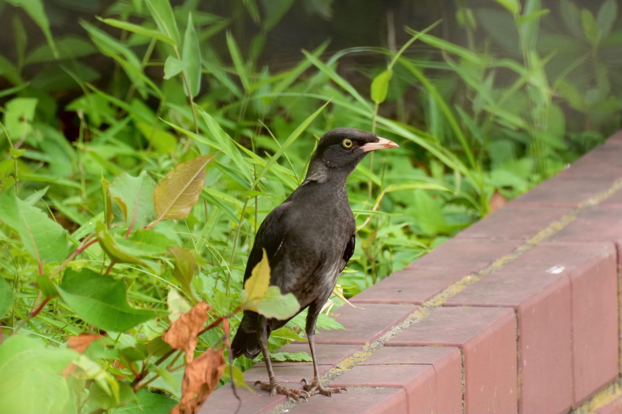 Crested Myna