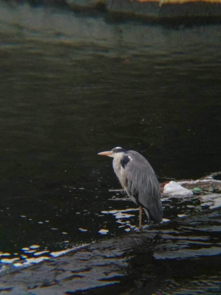 Grey Heron