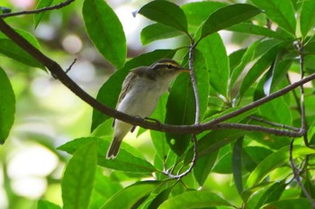 Eastern Crowned Warbler 立田山 Sat, 7/23/2016