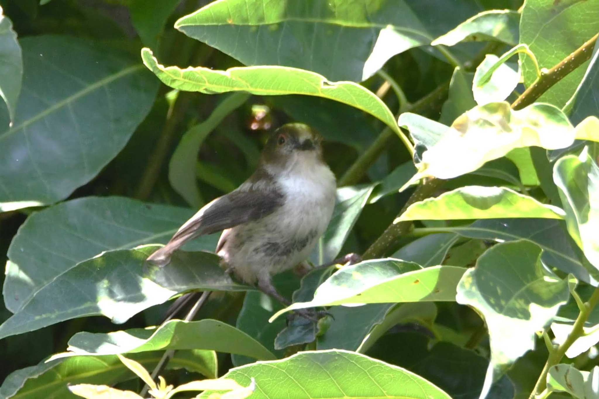 エナガ幼鳥