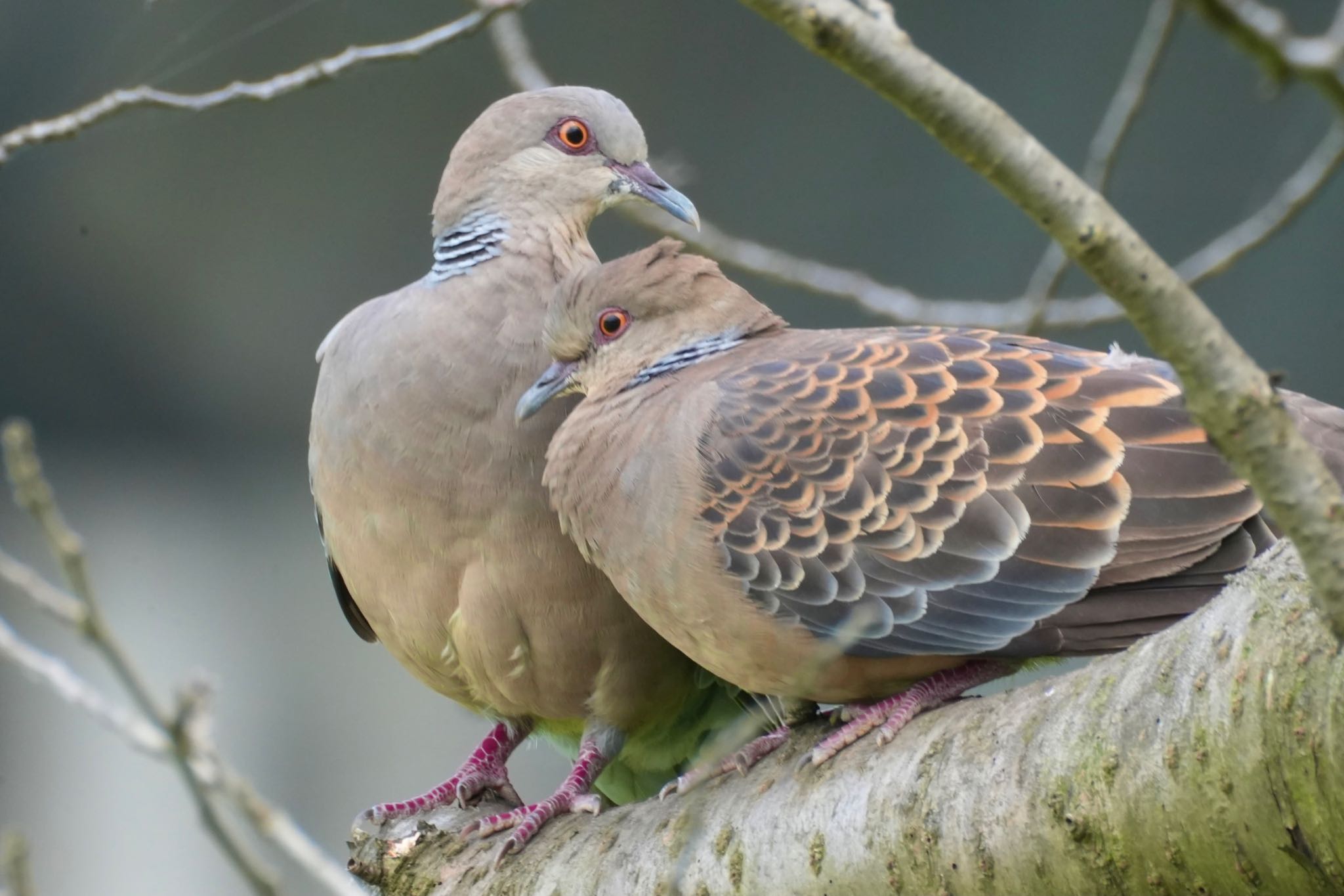 Oriental Turtle Dove