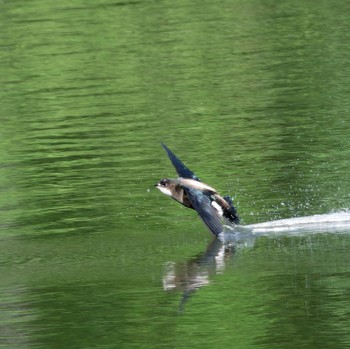 White-throated Needletail Nishioka Park Sun, 7/9/2023