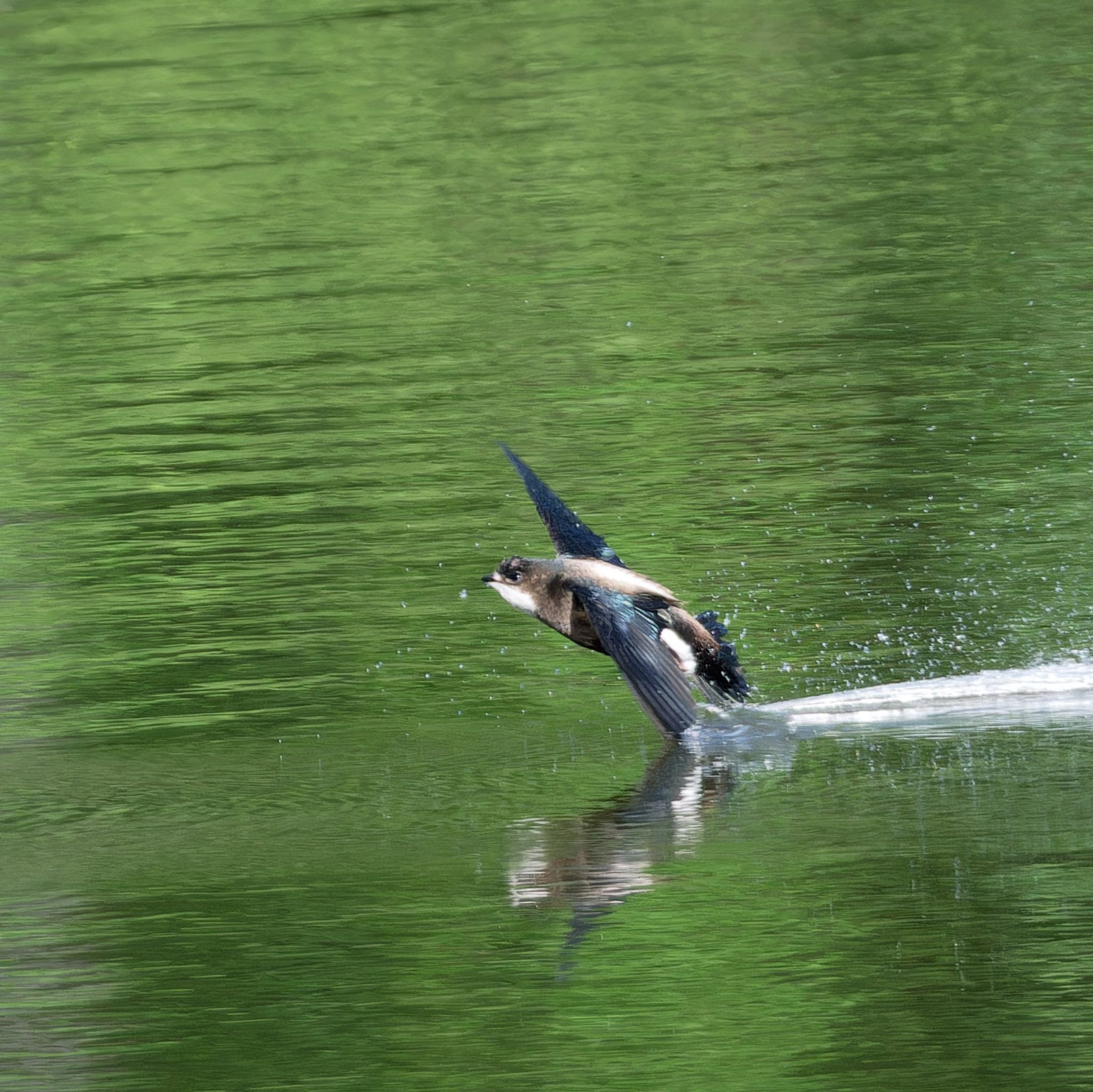 西岡公園(西岡水源地) ハリオアマツバメの写真