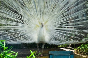 Indian Peafowl Unknown Spots Fri, 7/7/2023