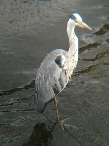 Grey Heron 恩田川(高瀬橋付近) Sun, 6/17/2018