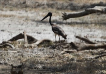 Black-necked Stork Iron Range National Park Sun, 10/13/2019