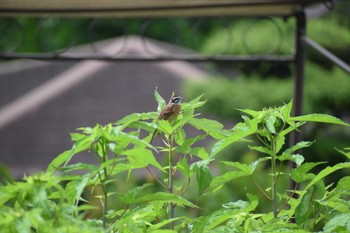 Meadow Bunting 岩出市 Sun, 7/2/2023