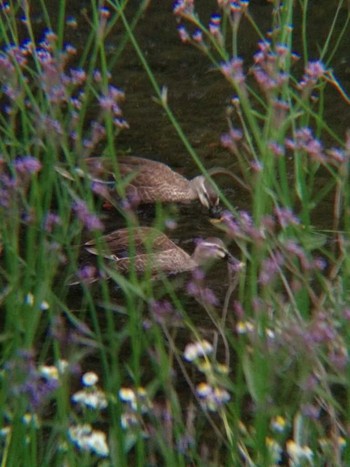 Eastern Spot-billed Duck 恩田川(高瀬橋付近) Sun, 6/17/2018