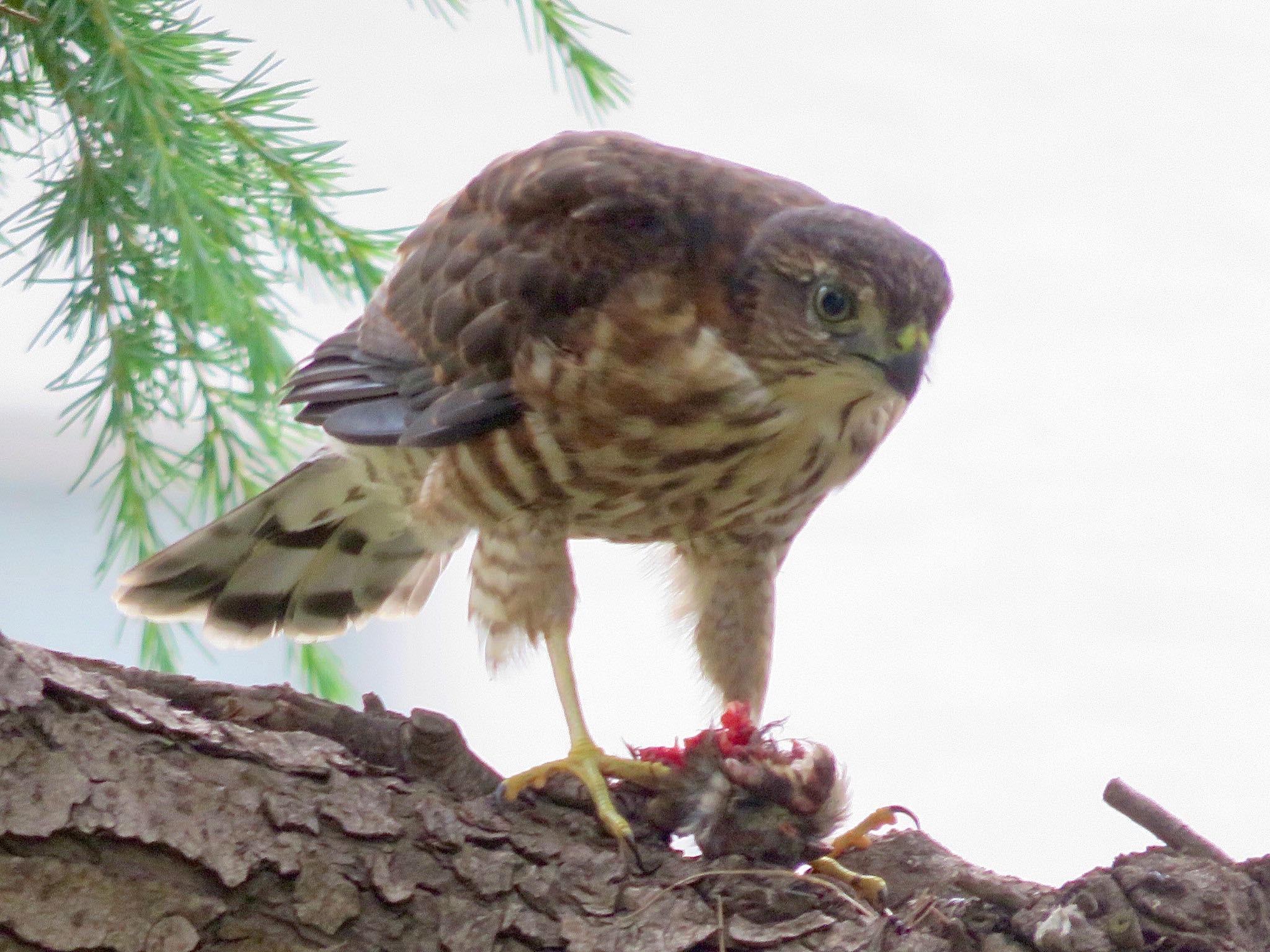 Photo of Japanese Sparrowhawk at 柏市 by WATARAI