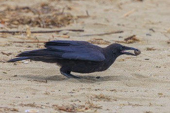 ハシボソガラス 魚住海岸 2023年6月18日(日)