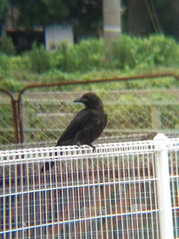 ハシボソガラス 恩田川(高瀬橋付近) 2018年6月17日(日)