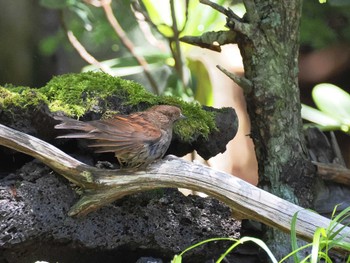 Japanese Accentor Okuniwaso(Mt. Fuji) Thu, 7/6/2023