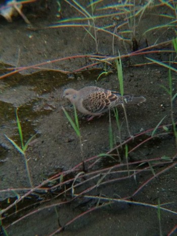 Oriental Turtle Dove 恩田川(高瀬橋付近) Sun, 6/17/2018