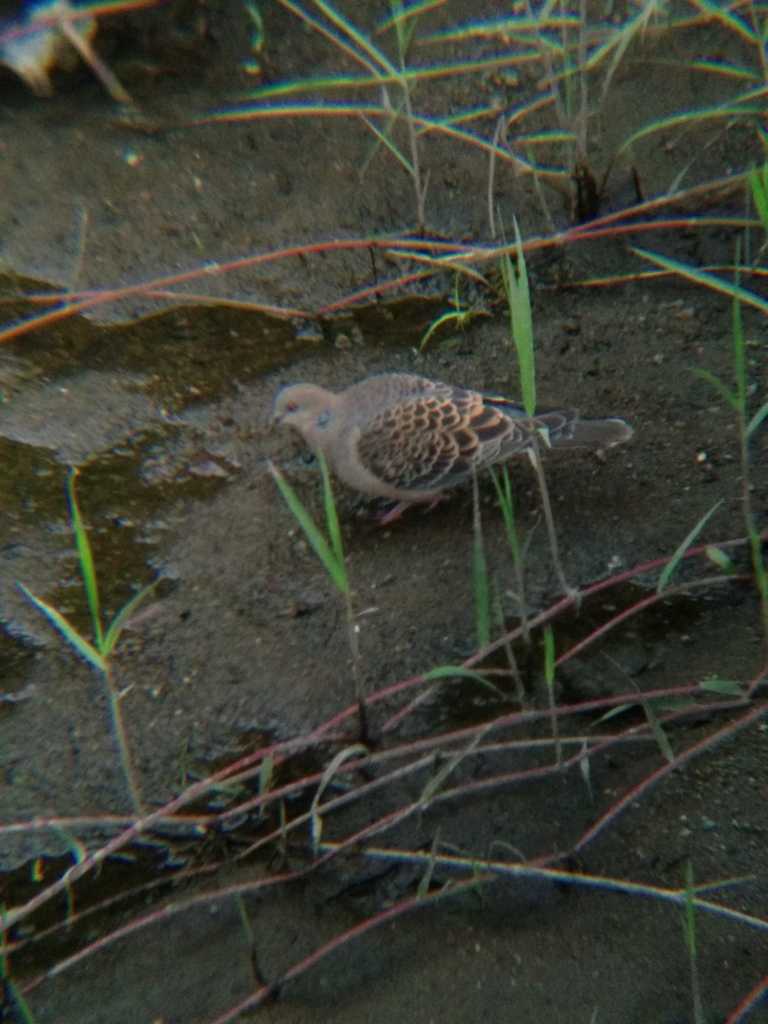 Oriental Turtle Dove