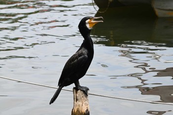 カワウ 石神井公園 2023年5月28日(日)