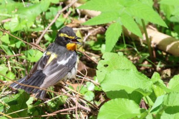 Narcissus Flycatcher 鳥沼公園 Sun, 7/9/2023