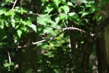 Narcissus Flycatcher 鳥沼公園 Sun, 7/9/2023