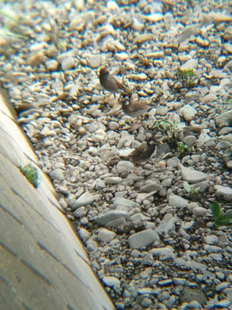 White-cheeked Starling