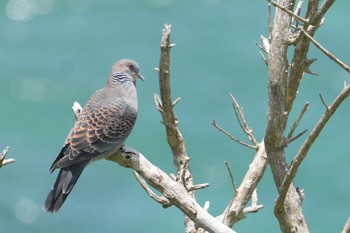 Oriental Turtle Dove(stimpsoni) 沖縄県南城市 Sat, 7/8/2023