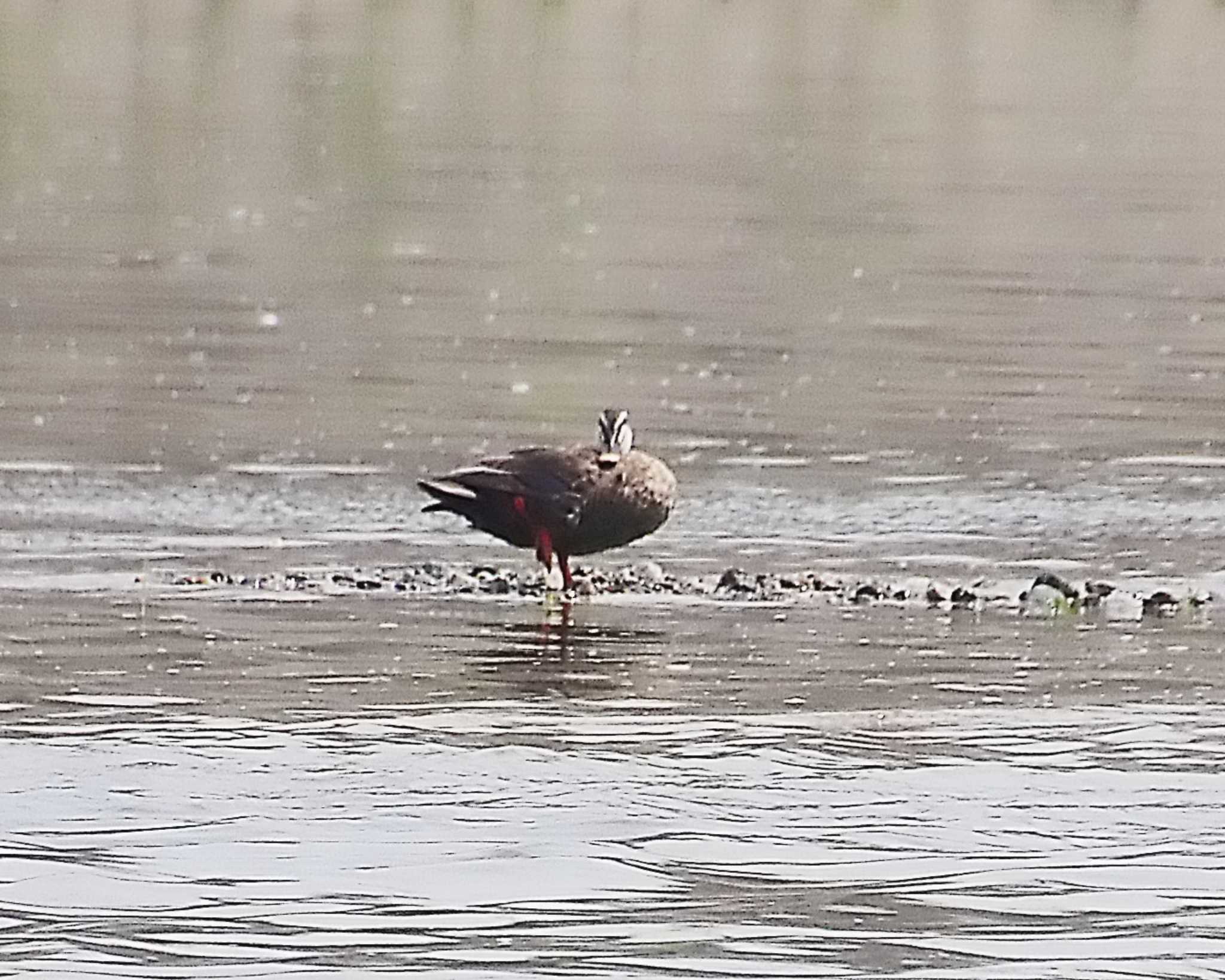 Eastern Spot-billed Duck