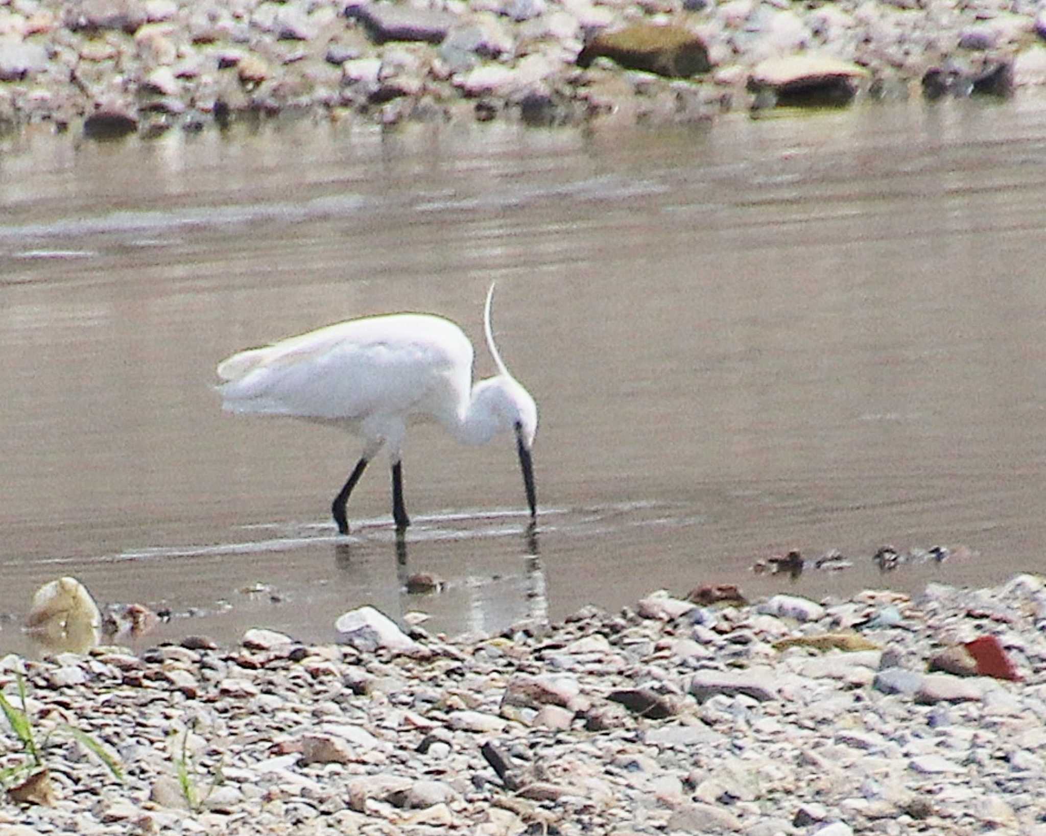 Little Egret