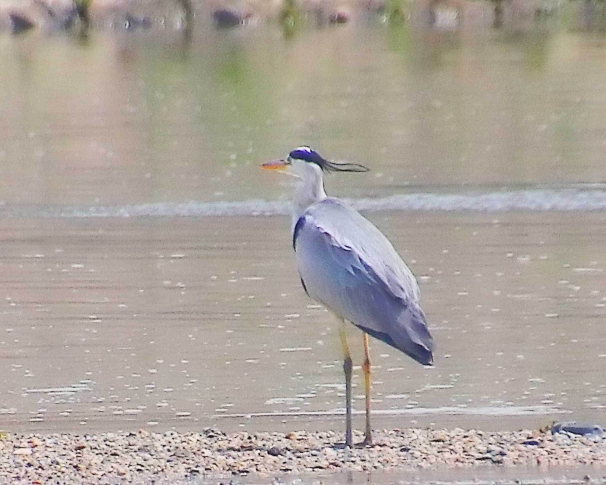 Grey Heron