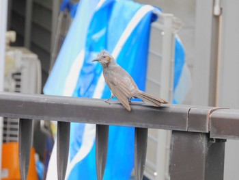 2023年7月9日(日) 平和の森公園、妙正寺川の野鳥観察記録