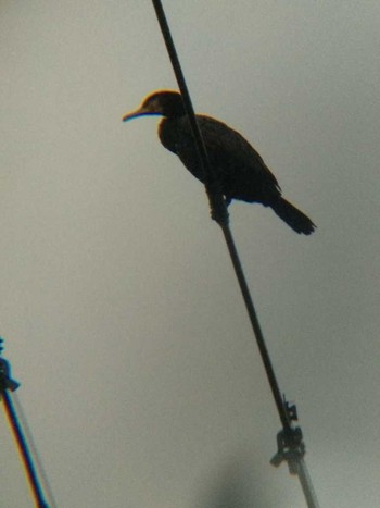 Great Cormorant 恩田川(高瀬橋付近) Wed, 6/20/2018