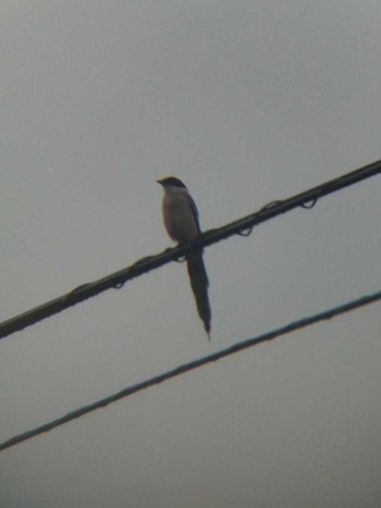 Azure-winged Magpie 恩田川(高瀬橋付近) Wed, 6/20/2018