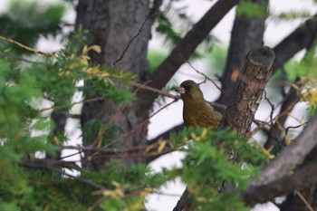 カワラヒワ 北海道大学 2023年7月9日(日)