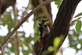 Sun, 7/9/2023 Birding report at 北海道大学