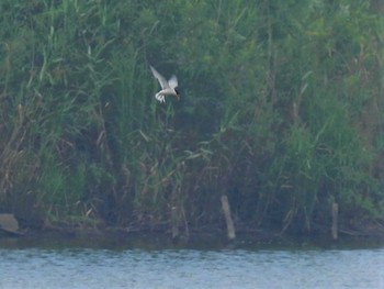 2023年7月9日(日) 芝川第一調節池(芝川貯水池)の野鳥観察記録