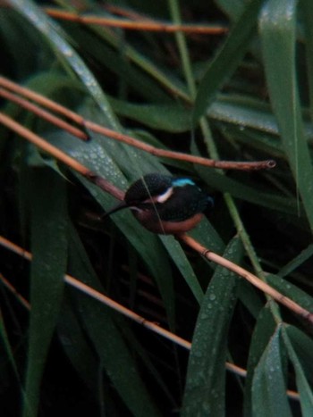 Common Kingfisher 恩田川(高瀬橋付近) Wed, 6/20/2018