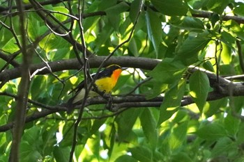 キビタキ 野川公園 2023年7月2日(日)