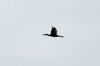 Great Cormorant North Inba Swamp Sun, 7/9/2023