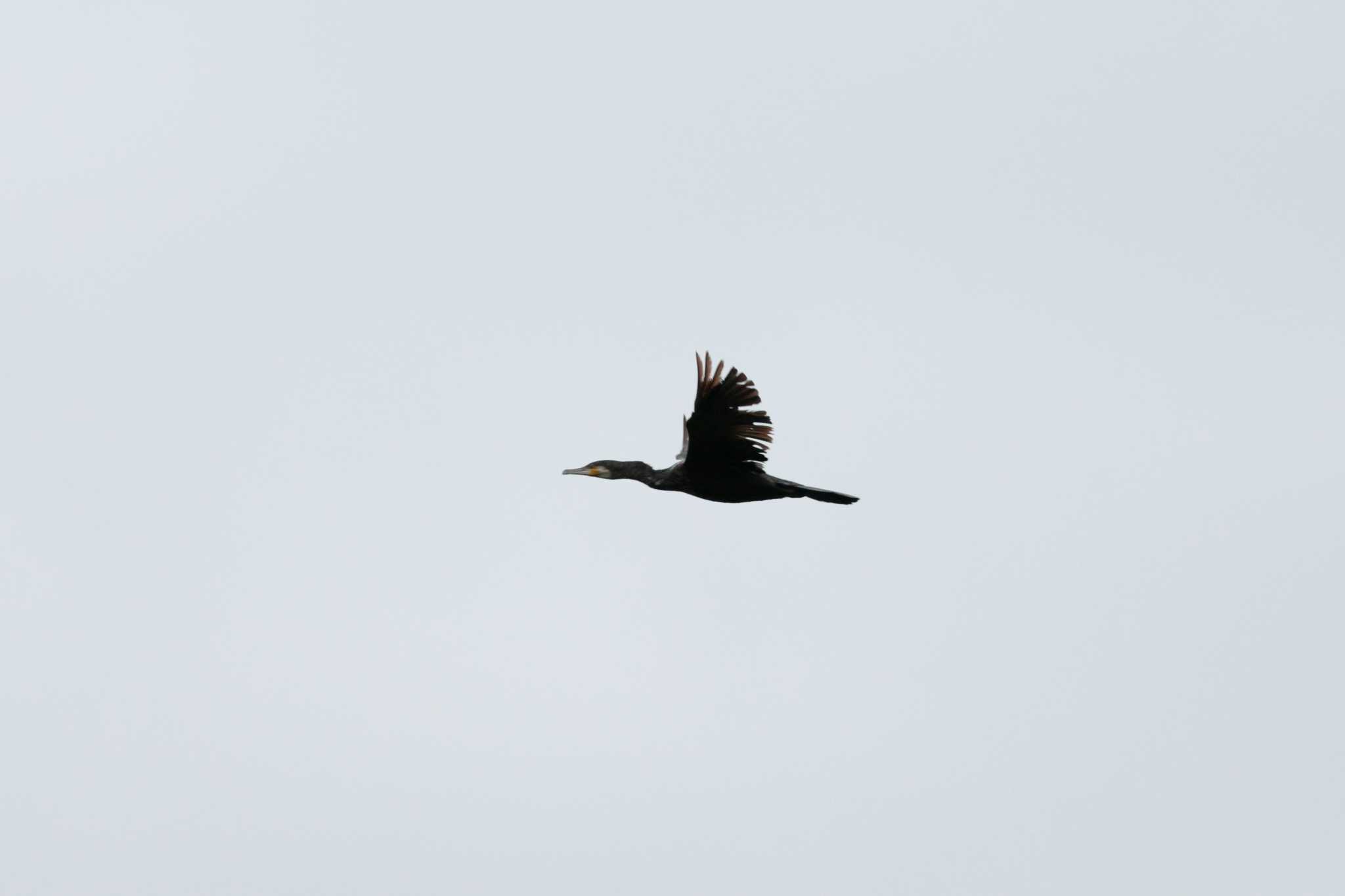 Photo of Great Cormorant at North Inba Swamp by おさおさ