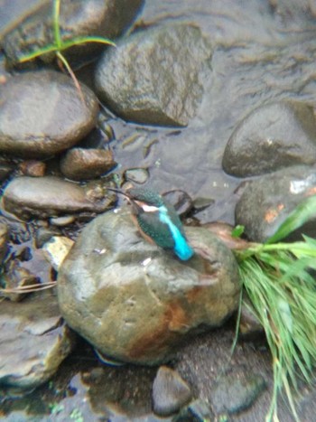 Common Kingfisher 恩田川(高瀬橋付近) Wed, 6/20/2018