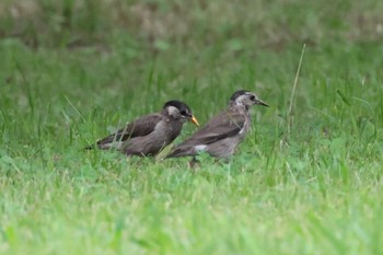 White-cheeked Starling North Inba Swamp Sun, 7/9/2023