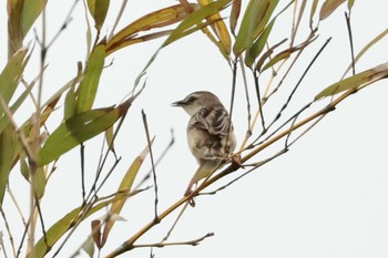 Zitting Cisticola North Inba Swamp Sun, 7/9/2023