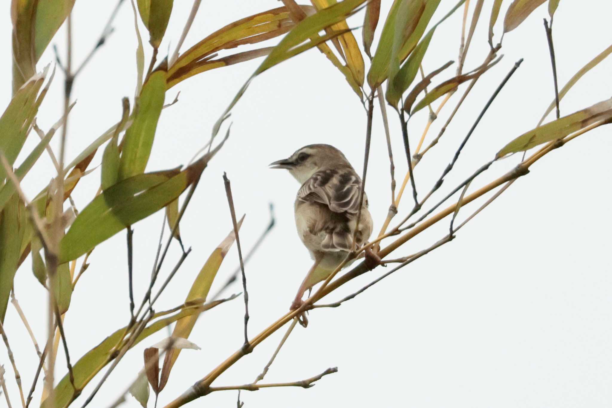 Photo of Zitting Cisticola at North Inba Swamp by おさおさ