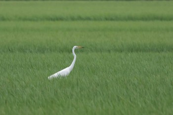 Great Egret North Inba Swamp Sun, 7/9/2023