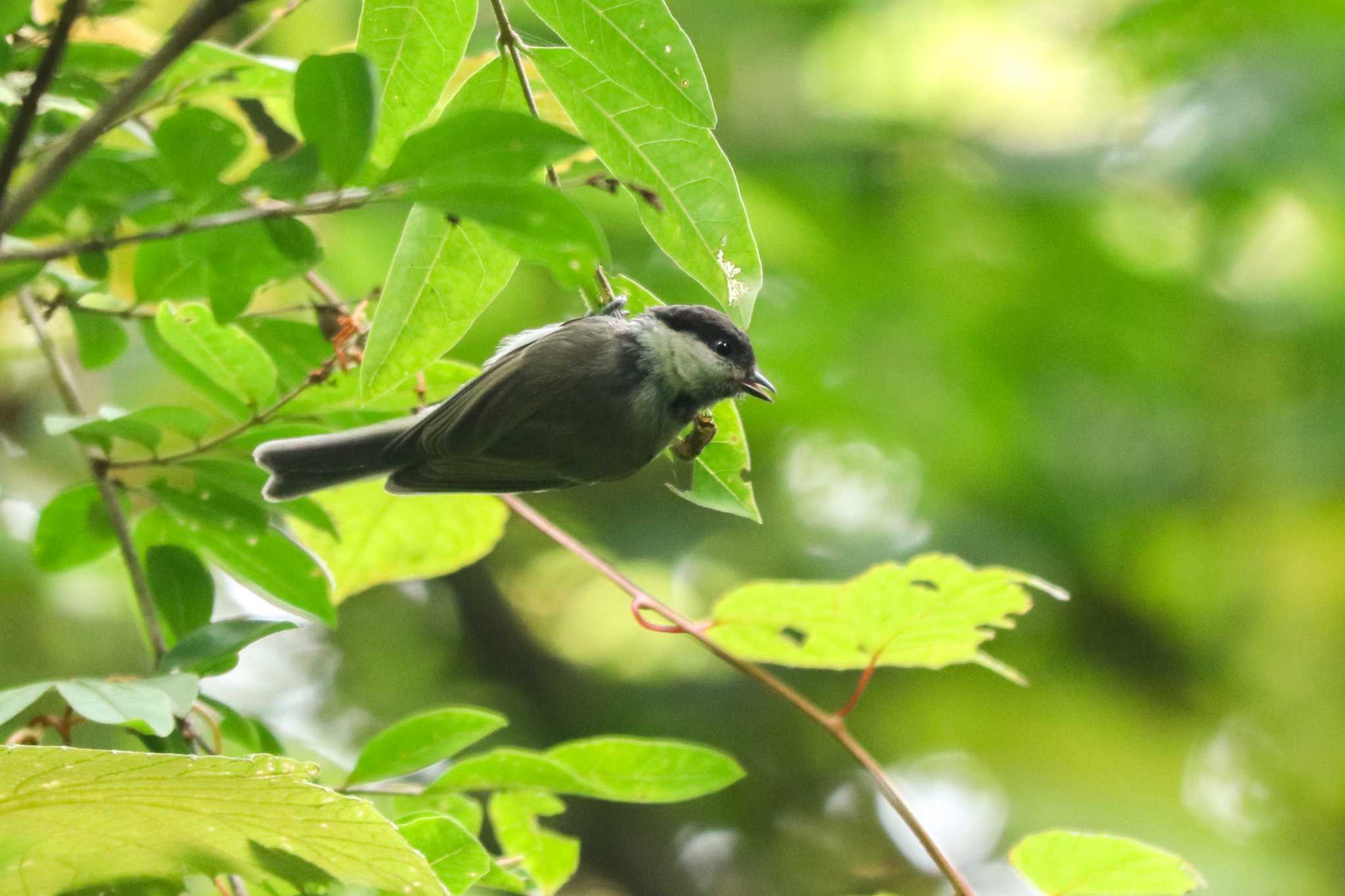 Willow Tit