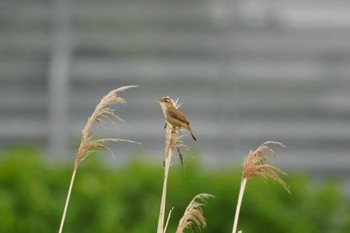 コヨシキリ 石狩 茨戸川 2023年6月3日(土)