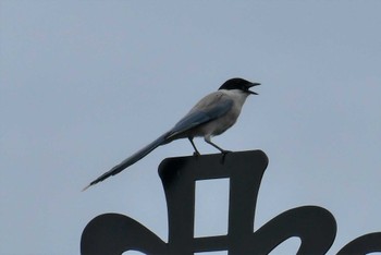 Azure-winged Magpie Ukima Park Sun, 7/9/2023