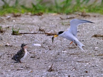 2023年7月9日(日) 検見川浜コアジサシ保護区の野鳥観察記録