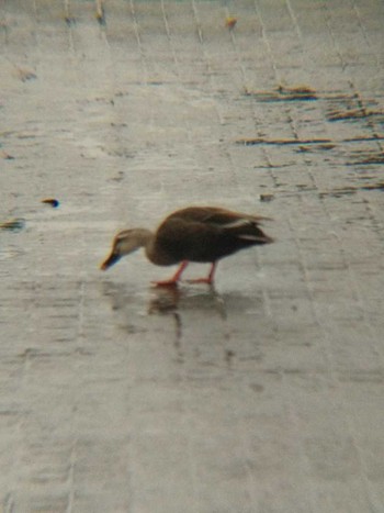 Eastern Spot-billed Duck 恩田川(高瀬橋付近) Wed, 6/20/2018