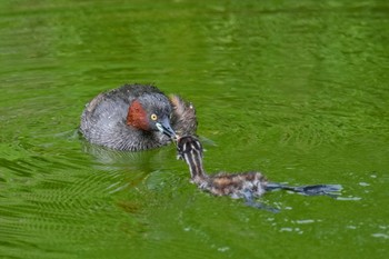 2023年7月8日(土) 薬師池公園の野鳥観察記録