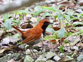 ホントウアカヒゲ 比地大滝 2023年7月7日(金)