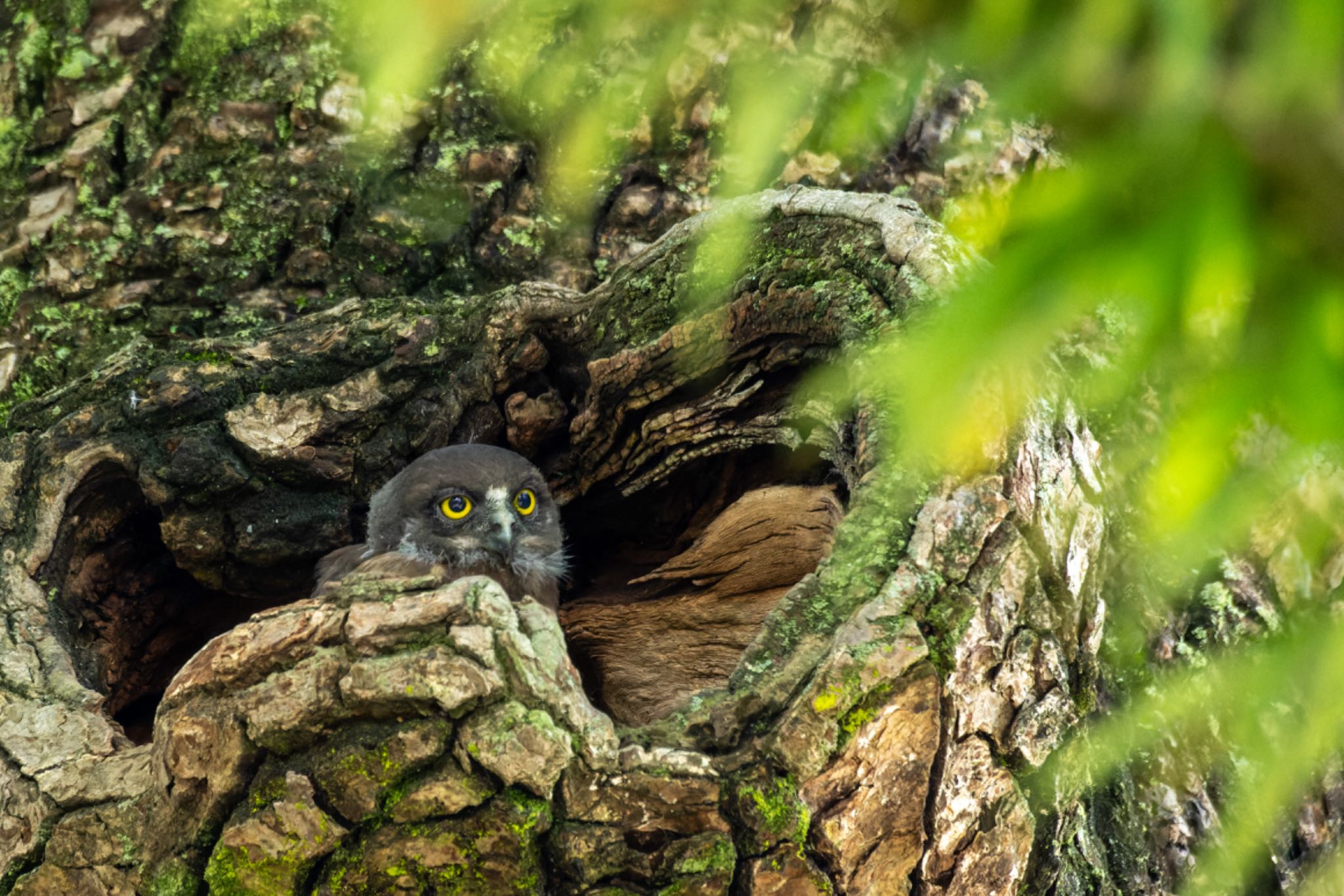  アオバズクの写真 by そいぎんた