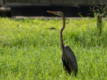 Purple Heron Sungei Buloh Wetland Reserve Sun, 7/9/2023